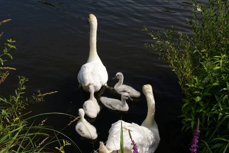 Schwaene auf der Sauer Bild Nr.031